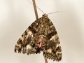 Dark Crimson Underwing